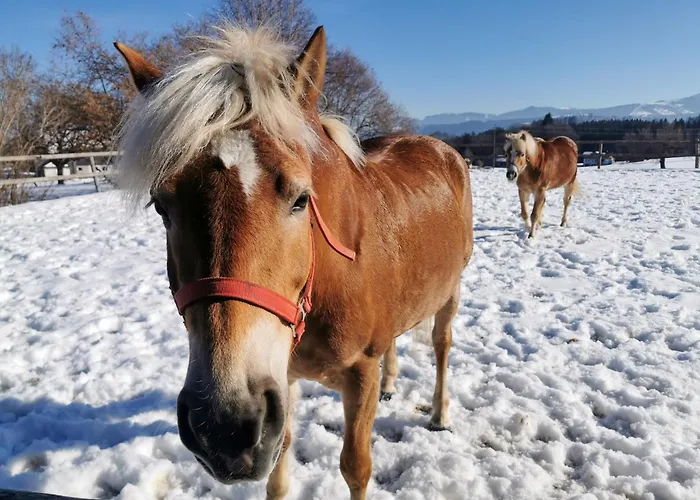 Apartamento Singerhof *
